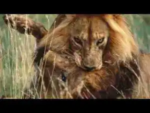 Video: TOP 10 Animals Fights Over Territories And Mating Rights